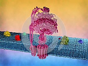 ATP synthase photo