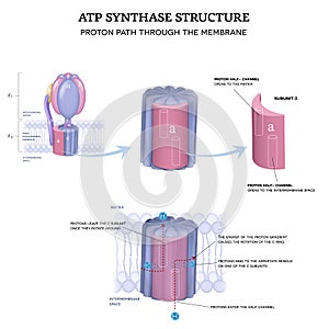 ATP synthase structure and Proton path