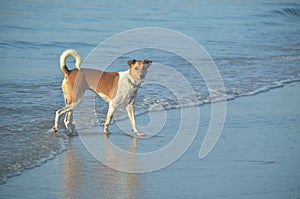 Atractive dog of non specific breed walking on a beach. Thailand