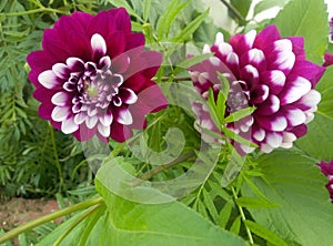 Atractive flowers in a garden of Leh Palace