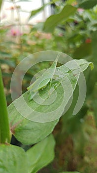 Atractomorpha Crenulata is a Grasshopper photo