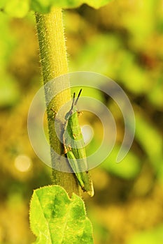 Atractomorpha sinensis Bolvar near Sangli photo