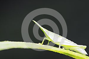 Atractomorpha sinensis Bolvar on plant