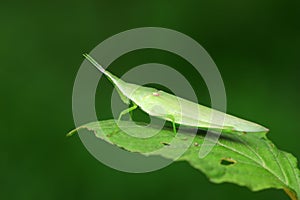 Atractomorpha sinensis lives on weeds in the North China Plain