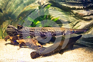 Atractosteus spatula - Alligator gars