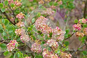 Atraphaxis pyrifolia