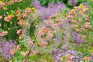 Atraphaxis pyrifolia