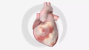 Atrioventricular Nodal Reentry Tachycardia, Conduction System