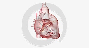 Atrioventricular Nodal Reentry Tachycardia, Conduction System photo