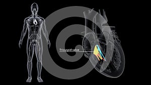 Right Atrioventricular Valve or Tricuspid Valve in the Heart photo