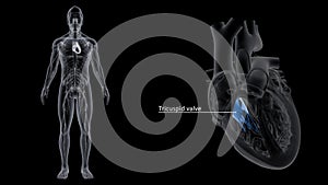 Right Atrioventricular Valve or Tricuspid Valve in the Heart photo