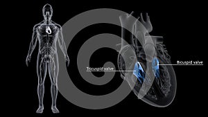 Tricuspid and Bicuspid Valve in the Heart photo