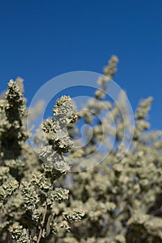 ATRIPLEX CANESCENS FRUIT - JOSHUA TREE NP - 072620 A