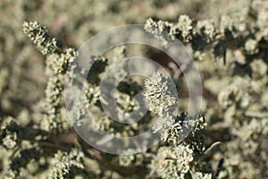 ATRIPLEX CANESCENS FRUIT - JOSHUA TREE NP - 072620 B