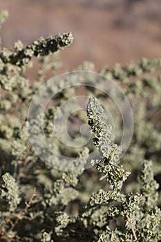 ATRIPLEX CANESCENS FRUIT - JOSHUA TREE NP - 072620 D