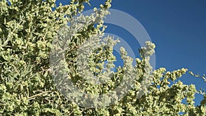 ATRIPLEX CANESCENS FRUIT - JOSHUA TREE NP - 072620 V A