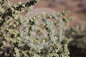 ATRIPLEX CANESCENS FRUIT - JOSHUA TREE NP - 072620 C photo