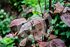 Atriplex hortensis