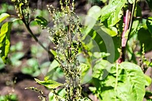Atriplex hortensis