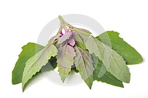 Atriplex hortensis, Chenopod on a white background