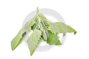Atriplex hortensis, Chenopod on a white background