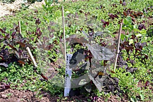 Atriplex hortensis. Garden orache. Red orach. Mountain Spinach. French Spinach. Orache. Arrach.