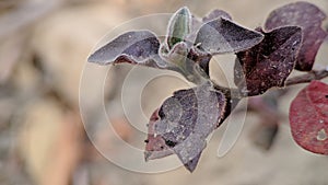 Atriplex hortensis leaves on nature background