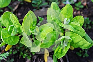 Atriplex hortensis, orache, used as a leaf vegetable in salads