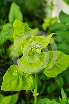 Atriplex hortensis, orache, used as a leaf vegetable in salads