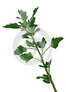 Atriplex plant