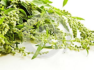 Atriplex Saltbush orache herb seeds