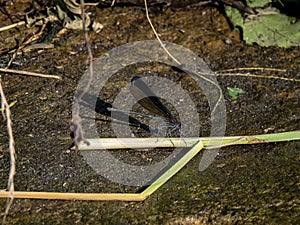 Atrocalopteryx atrata damsel beside a river 1