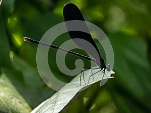 Atrocalopteryx atrata damself fly on a leaf 10
