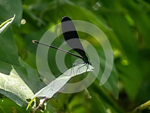 Atrocalopteryx atrata damself fly on a leaf 4