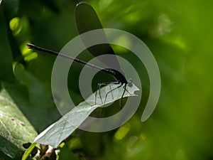 Atrocalopteryx atrata damself fly on a leaf 6