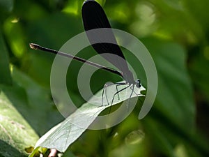 Atrocalopteryx atrata damself fly on a leaf 8