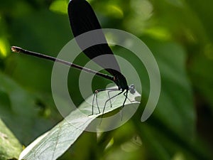 Atrocalopteryx atrata damself fly on a leaf 9
