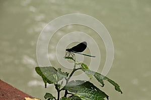 Atrocalopteryx atrata at Kuang Si Waterfall