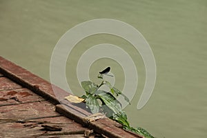 Atrocalopteryx atrata at Kuang Si Waterfall