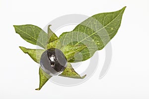 Atropa belladonna