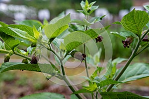 Atropa belladonna, commonly known as belladonna or deadly nightshade, is  poisonous perennial herbaceous plant in  nightshade