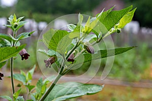 Atropa belladonna, commonly known as belladonna or deadly nightshade, is  poisonous perennial herbaceous plant in  nightshade