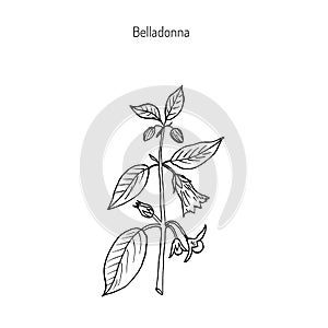 Atropa belladonna, or deadly nightshade