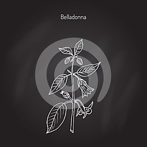Atropa belladonna, or deadly nightshade