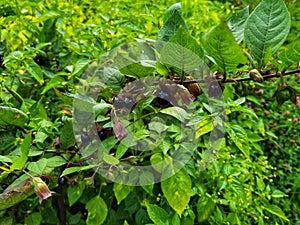 Atropa belladonna. Fruits of belladonna, banewort or deadly nightshade.