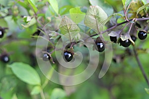 Atropa belladonna. Fruits of belladonna, banewort or deadly nightshade.