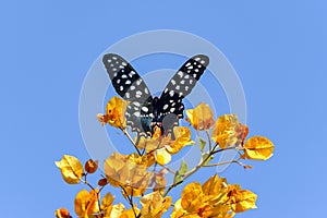 Atrophaneura anterior, ifaty