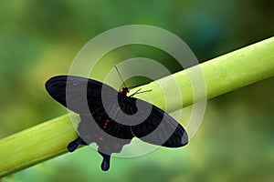 Atrophaneura semperi, species of butterfly from the family Papilionidae that is found in Indonesia, Malaysia, and the