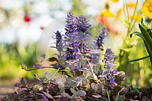 Atropurpurea, Ajuga reptans - ornamental creeping herb with purple leaves