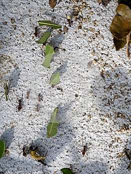 The Atta ants carry green leaves to their nest. Colombia
